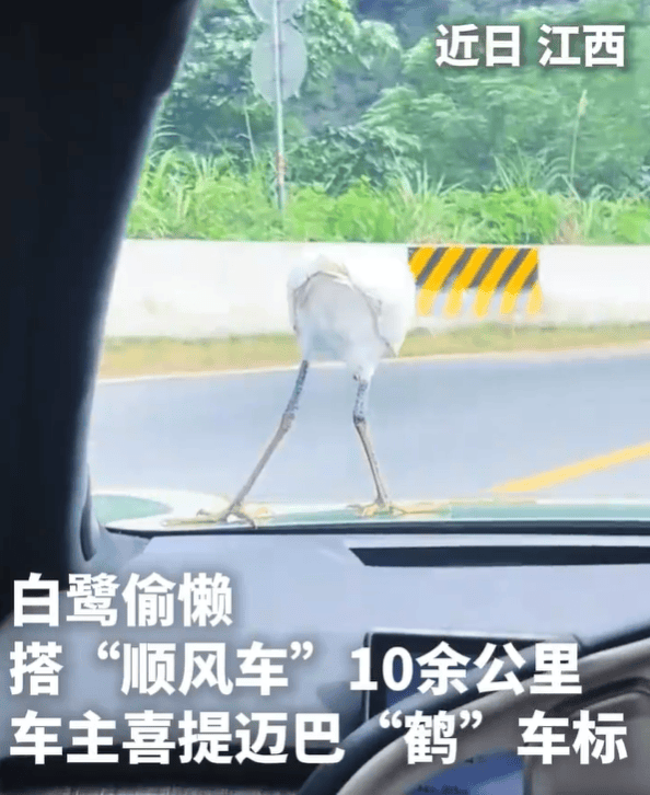大彩配资 迈巴赫变“迈巴鹤”！白鹭意外搭车，留下限量版“车标”